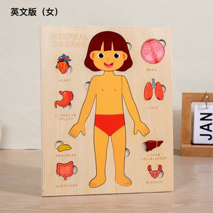 Anatomical Wooden Puzzle (Boy & Girl Variant)