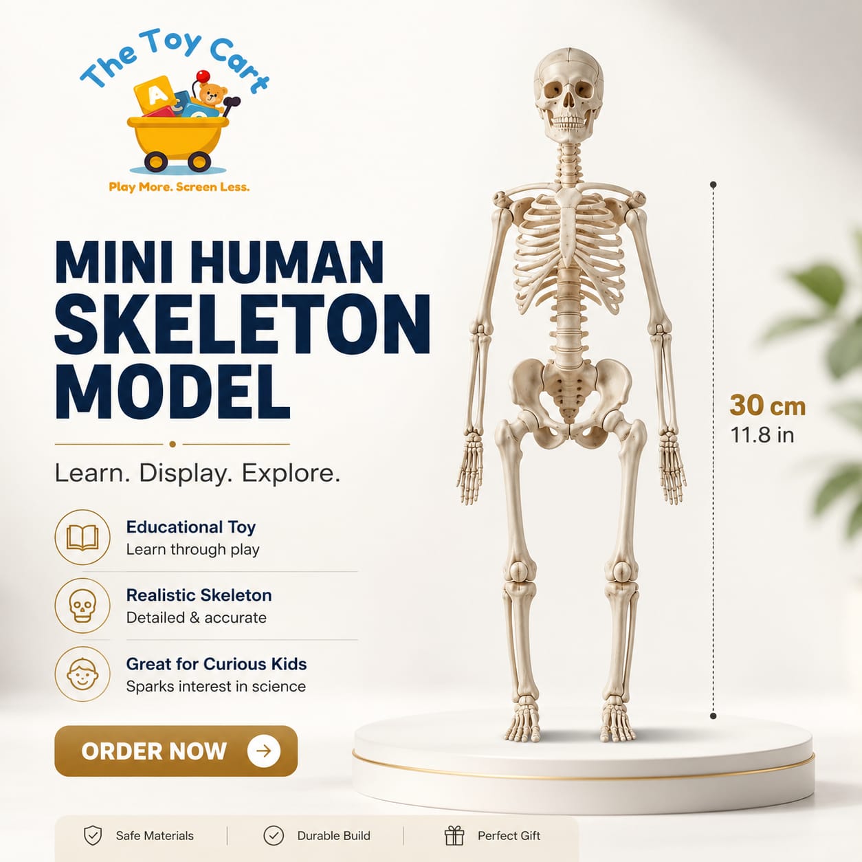 Human Skeleton & Anatomy STEM Toy Collection