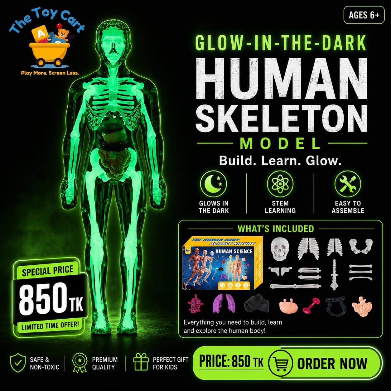 Human Skeleton & Anatomy STEM Toy Collection