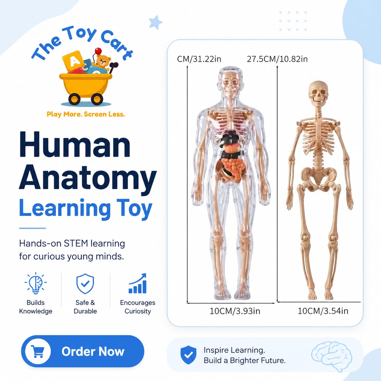 Human Skeleton & Anatomy STEM Toy Collection